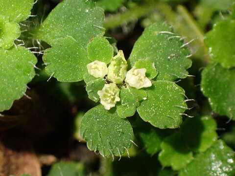 Image of Chrysosplenium hebetatum Ohwi