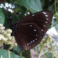 Image de Euploea leucostictos Gmelin 1788