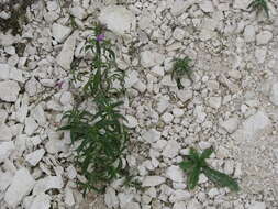 Image of Red hemp nettle