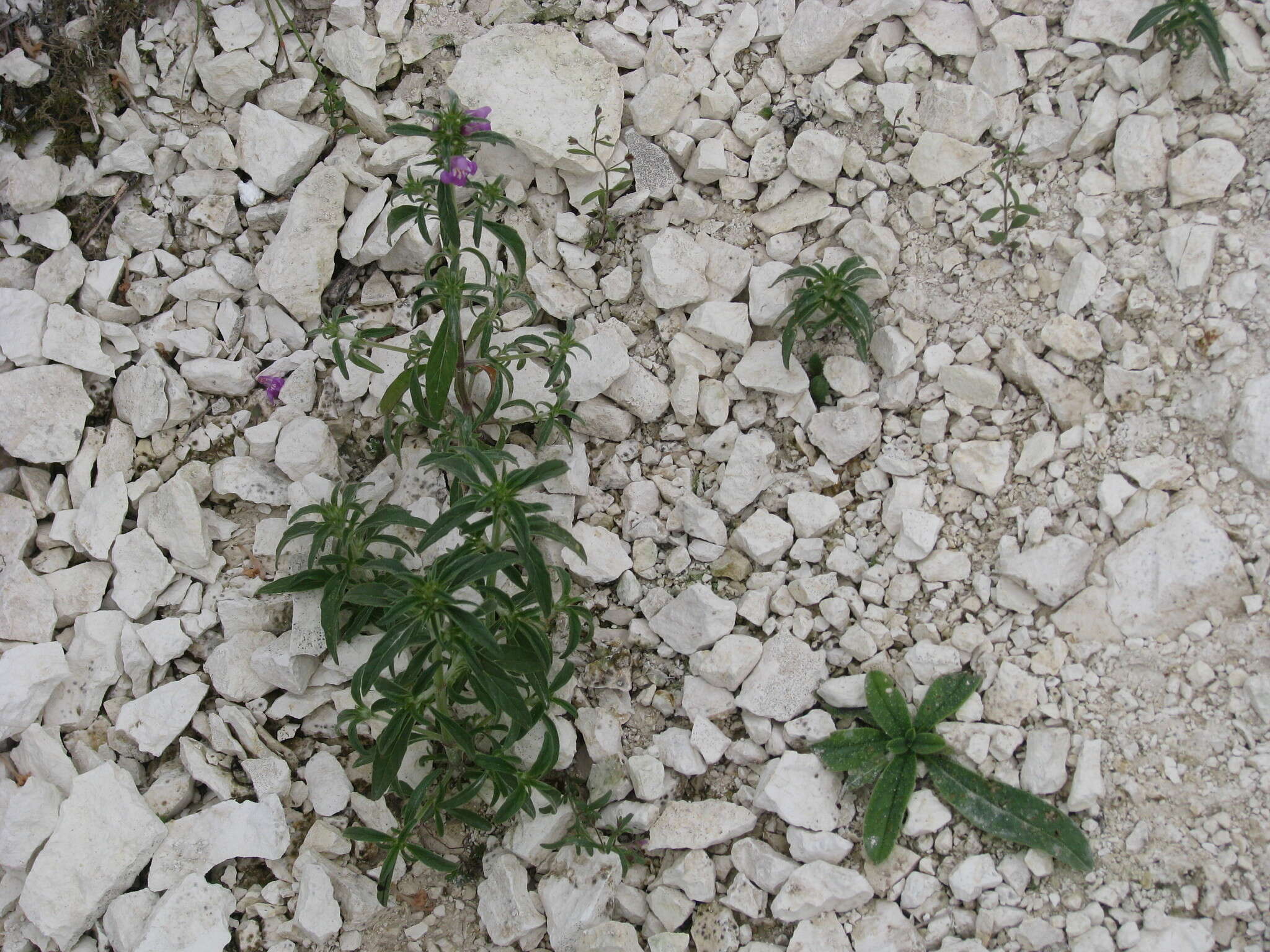 Image of Red hemp nettle