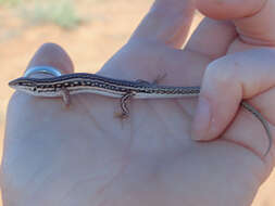 Image of Eastern Barred Wedge-snout Ctenotus