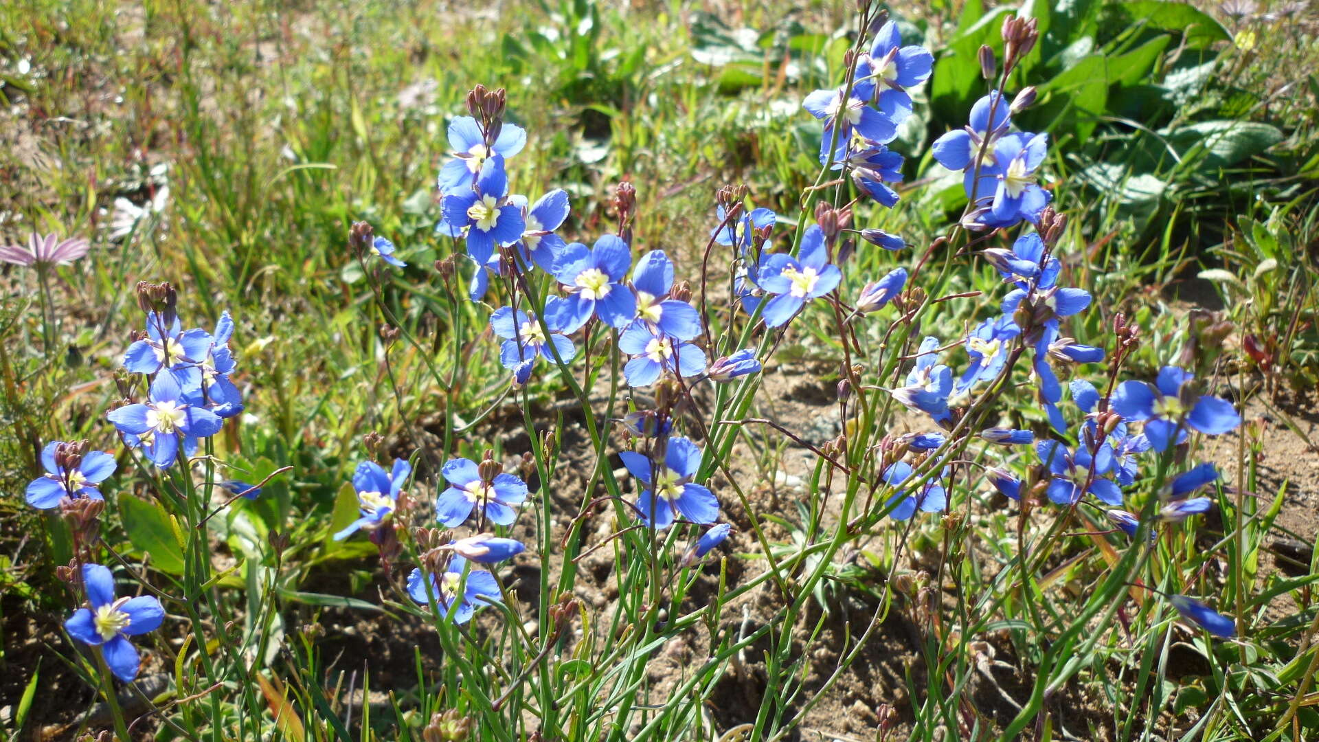 Image of Heliophila coronopifolia L.