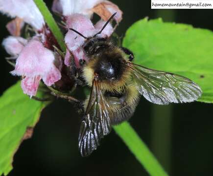 Слика од Bombus pseudobaicalensis Vogt 1911