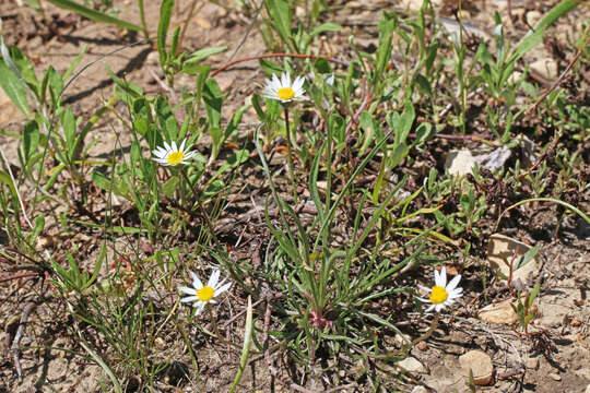 Image de Erigeron eatonii A. Gray