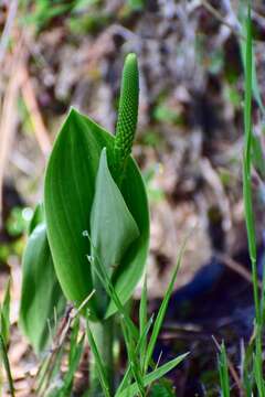 Image of Malaxis myurus (Lindl.) Kuntze