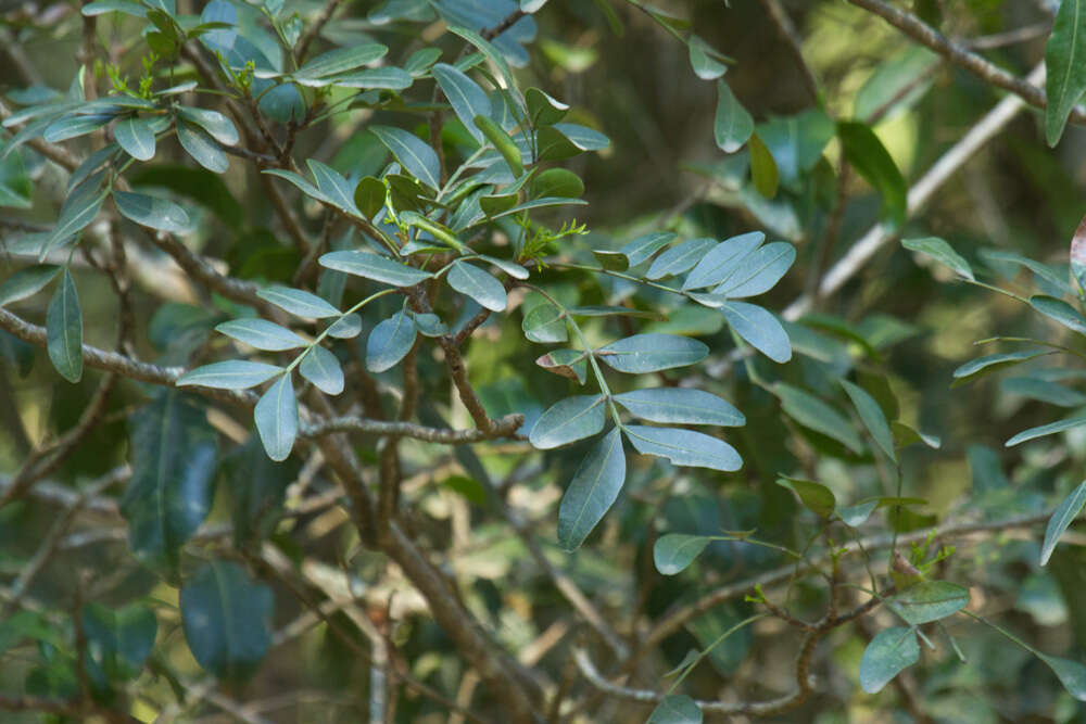 Image of Owenia venosa F. Müll.