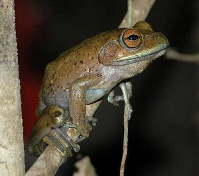 Image of Bright-eyed frog