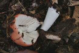 Image de Russula paraemetica Reumaux 1997