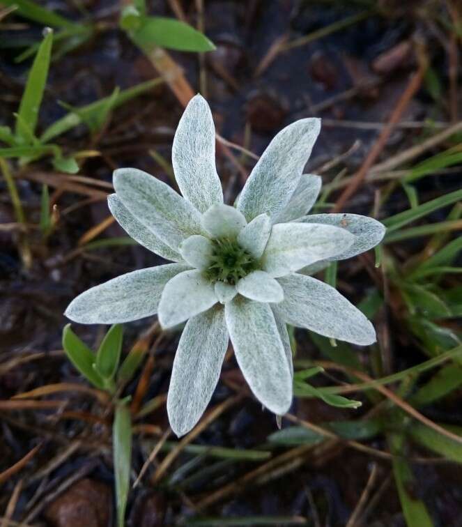 Image of Filago asterisciflora (Lam.) Sw.