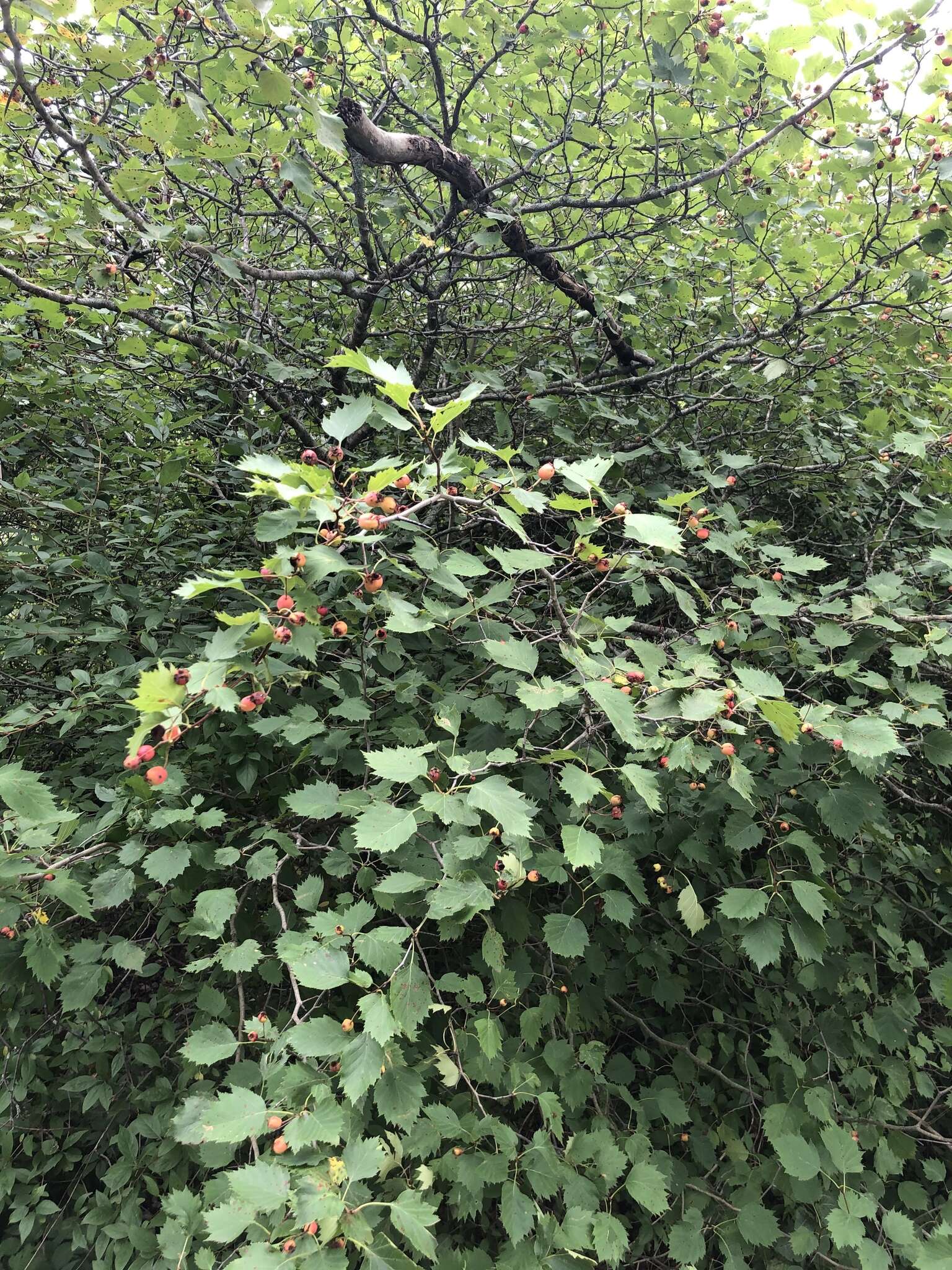 Image of fanleaf hawthorn