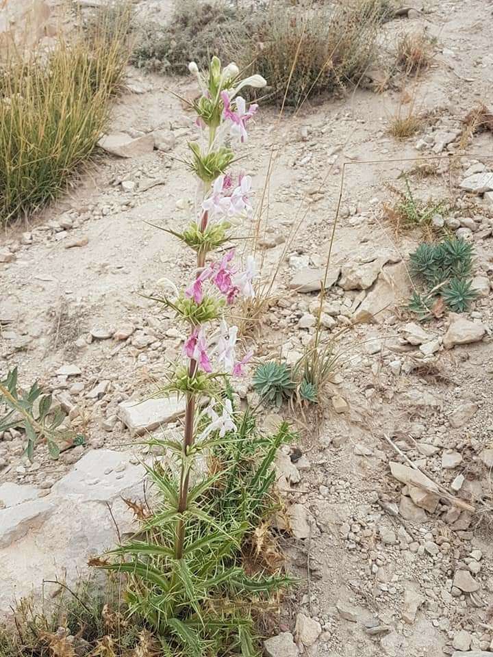 Image of Morina persica L.