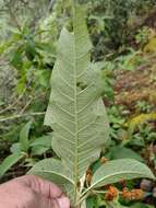 Image of Buddleja skutchii Morton