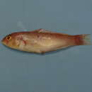 Image of Blackspot wrasse