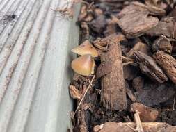 Image of Psilocybe angulospora Y. W. Wang & S. S. Tzean 2015