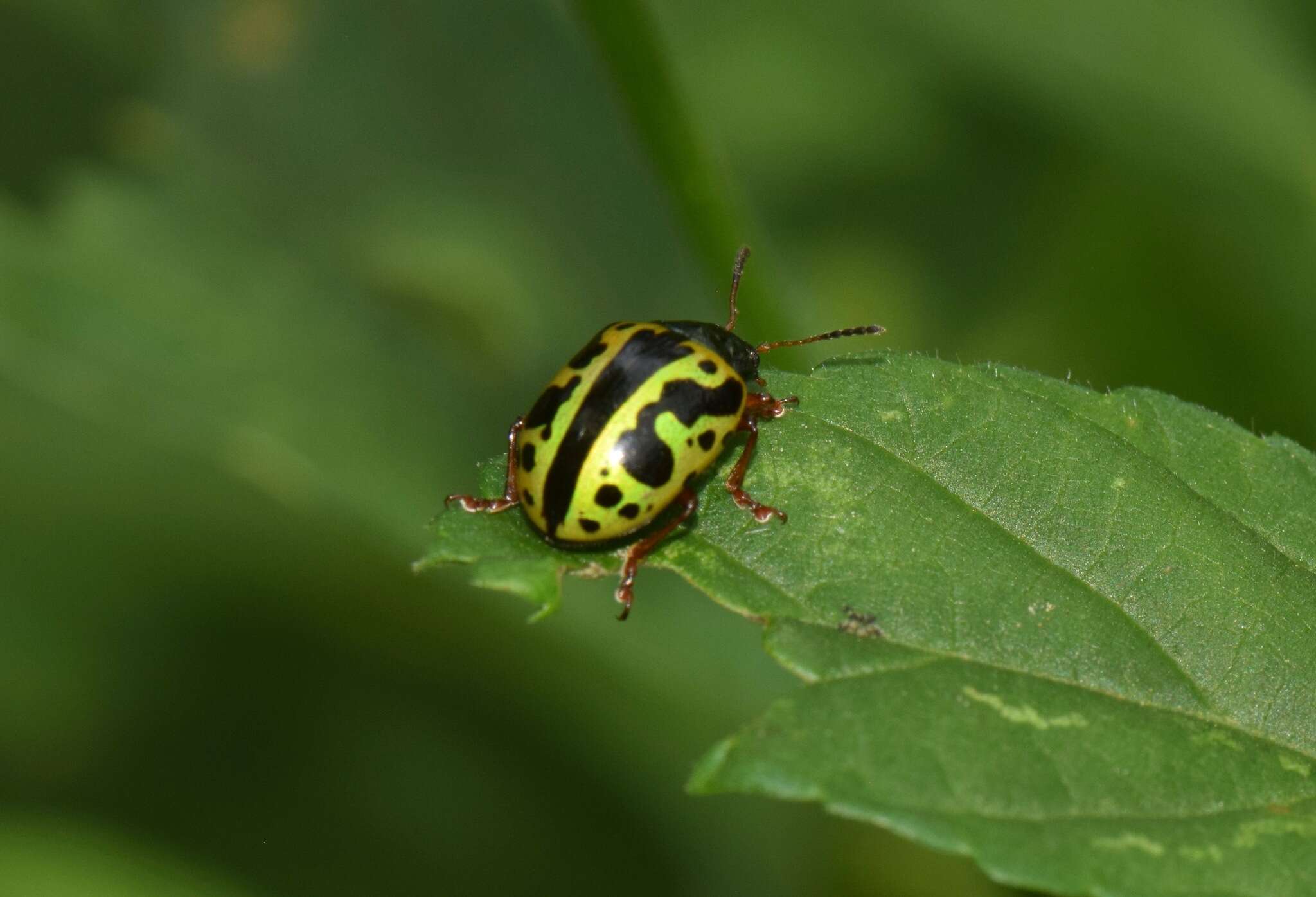 Sivun Calligrapha (Calligrapha) fulvipes Stål 1859 kuva