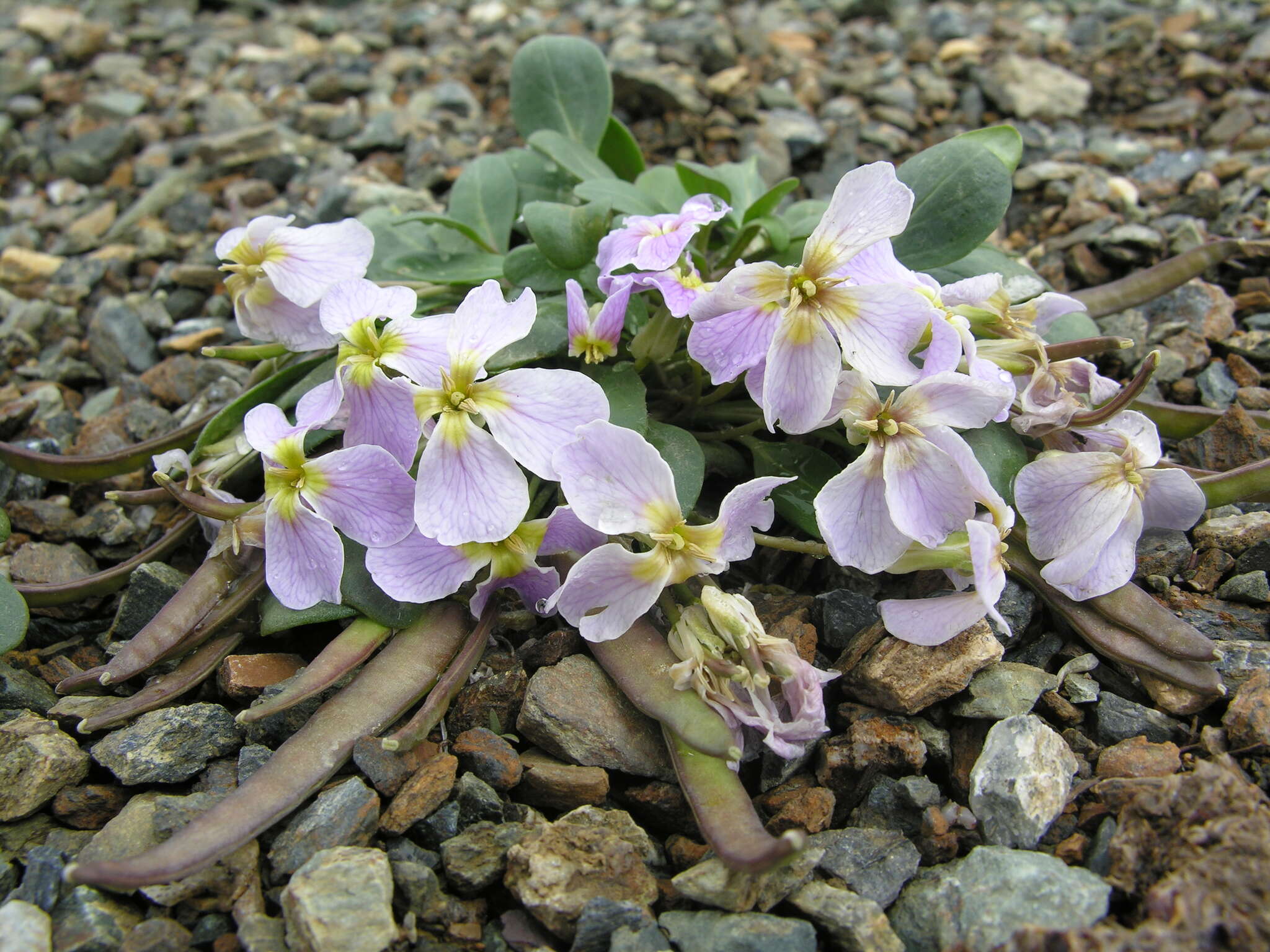 Imagem de Leiospora exscapa (Ledeb.) F. Dvorák