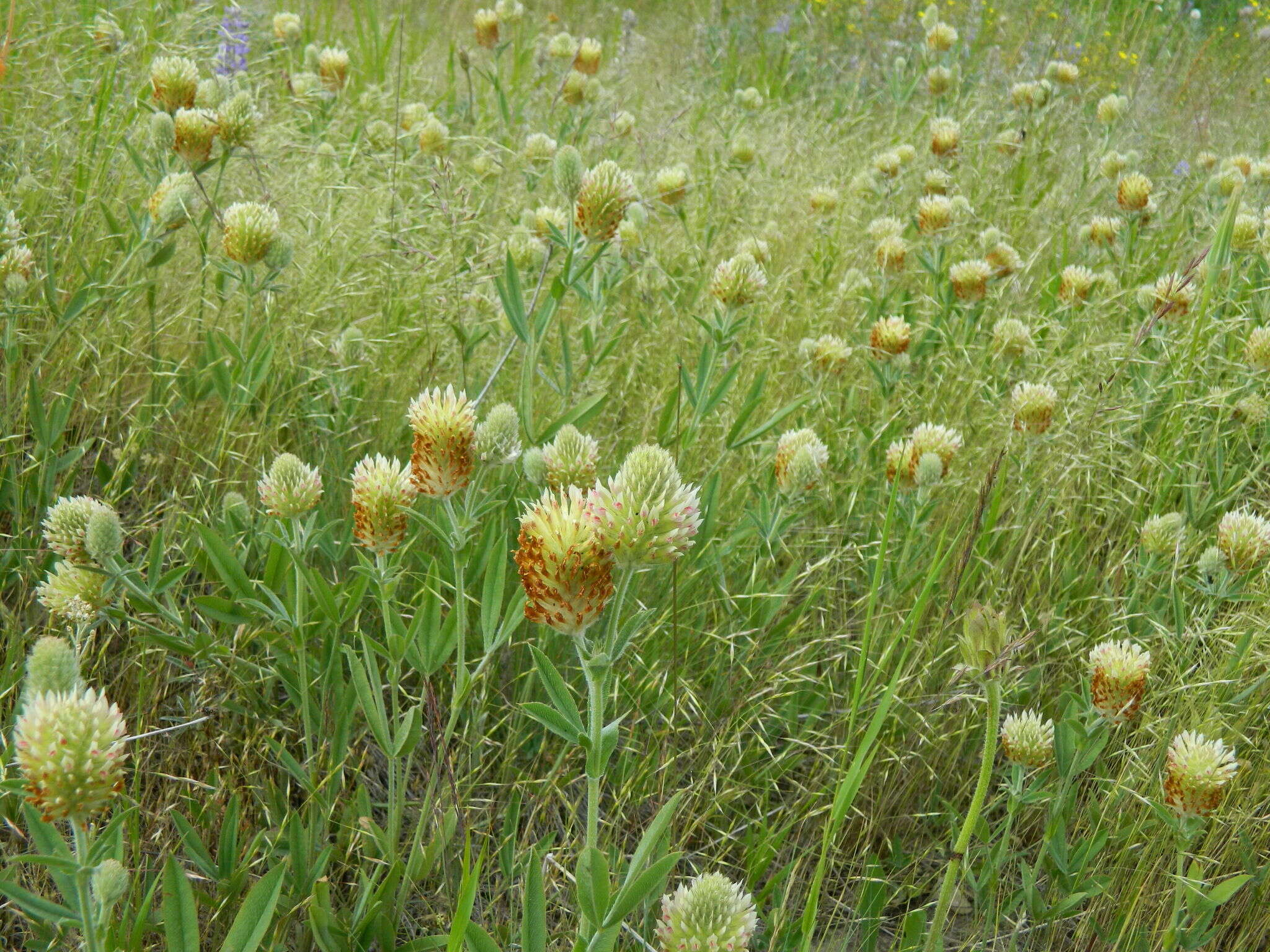 Image de Trifolium plumosum subsp. amplifolium (J. S. Martin) J. M. Gillett