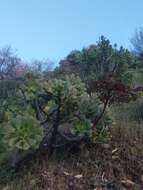 Image of Aeonium percarneum (Murray) J. Pitard & L. Proust