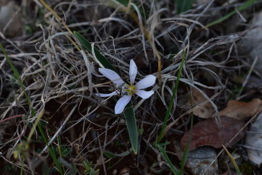 Image of Colchicum hungaricum Janka