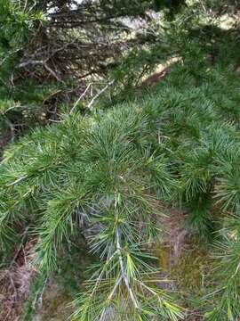 Image of Deodar cedar