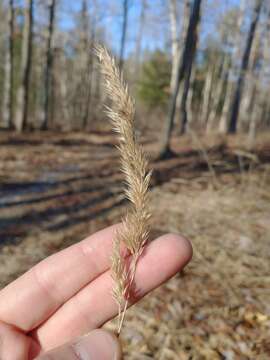 Image de Greeneochloa coarctata