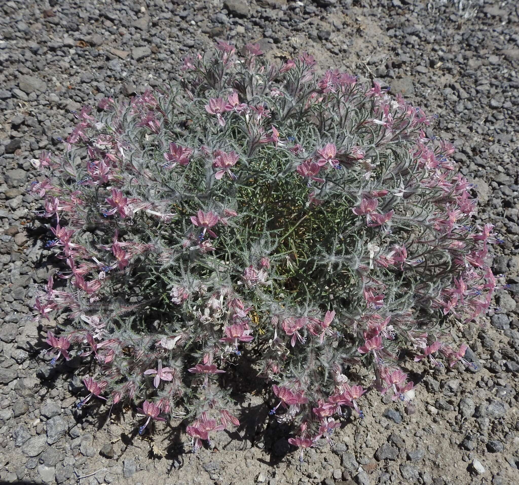 Image of Havard's ipomopsis