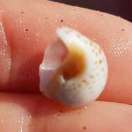 Image of fly-speck moonsnail