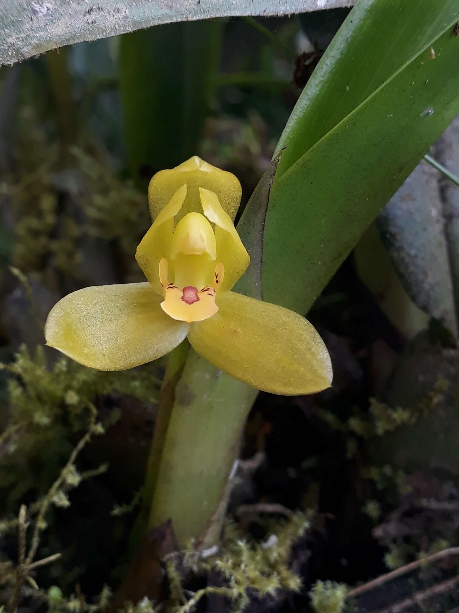 Imagem de Maxillaria aureoglobula Christenson