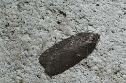 Acleris caliginosana Walker 1863的圖片