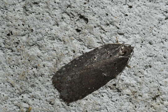 Image of Acleris caliginosana Walker 1863