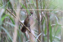 Image of Marsh Babbler