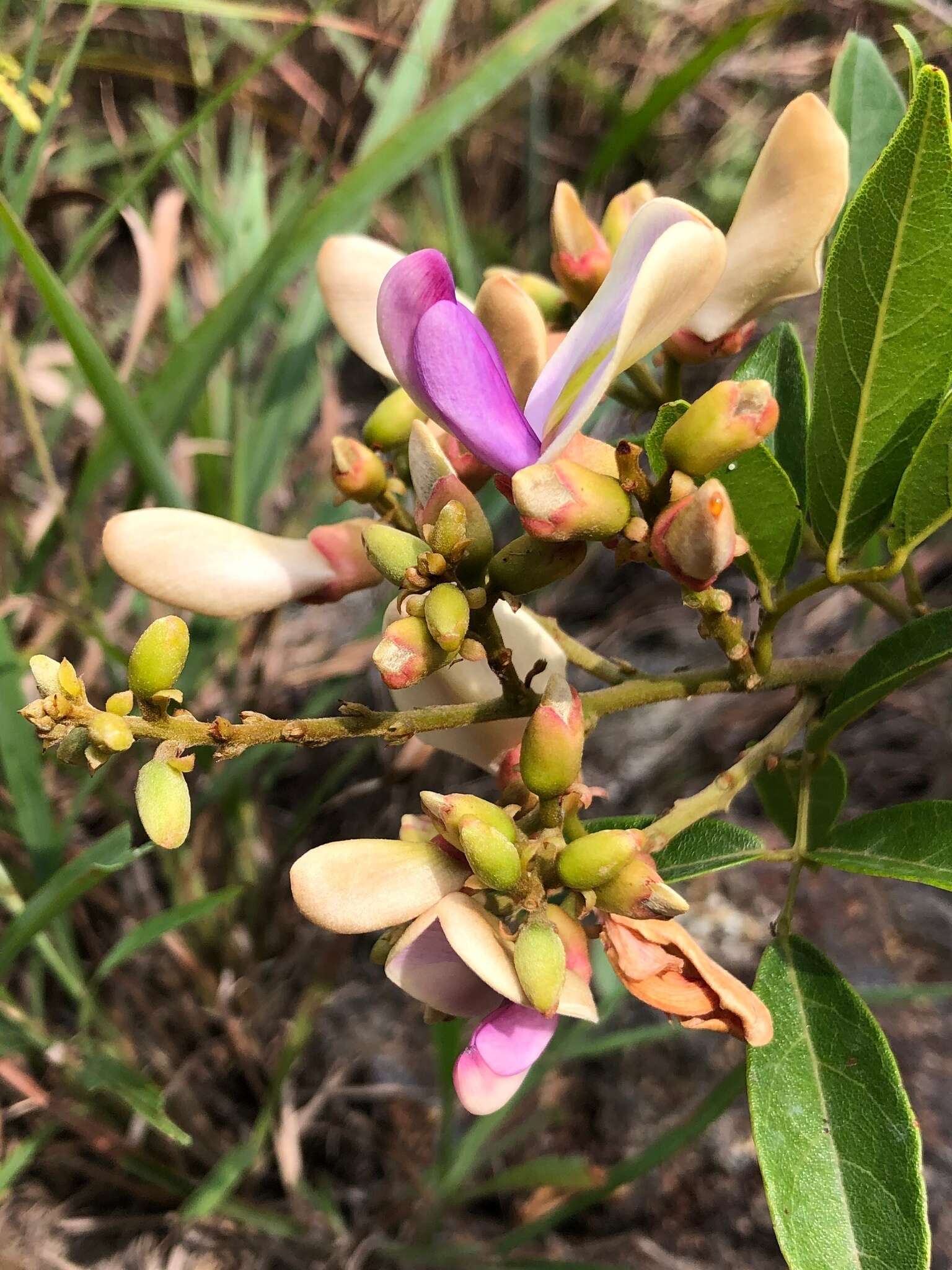 Image of Millettia nitida Benth.