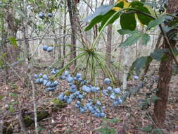 Image of Mackinlaya macrosciadea (F. Muell.) F. Muell.