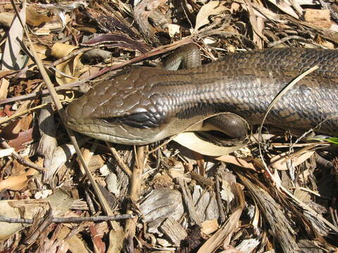 Image de Tiliqua scincoides scincoides (White 1790)