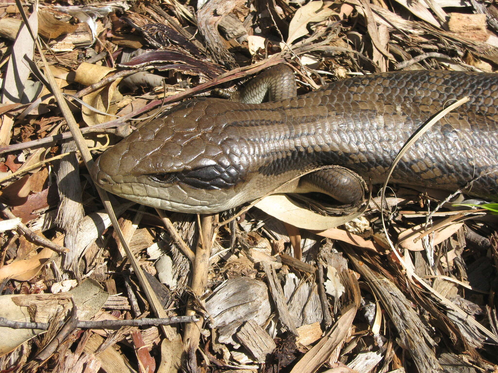 Image of Tiliqua scincoides scincoides (White 1790)