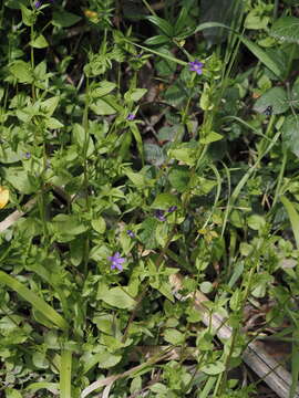 Image of Legousia scabra (Lowe) Gamisans