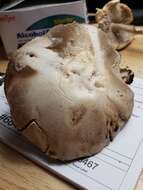 Image of Agaricus butyreburneus Kerrigan, Guinb. & Callac 2016