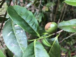 Image of Camellia furfuracea (Merr.) Cohen-Stuart