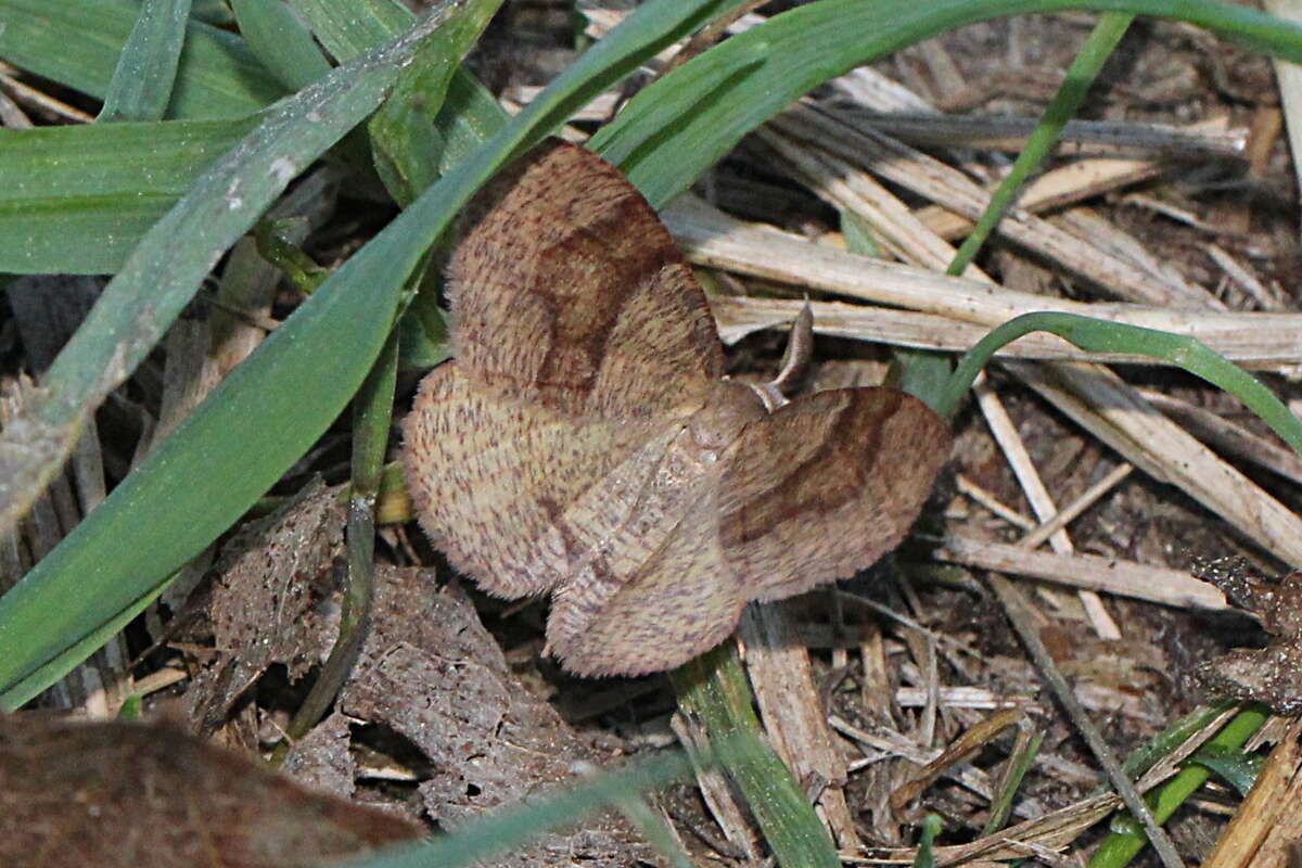 Слика од Plagodis pulveraria Linnaeus 1758