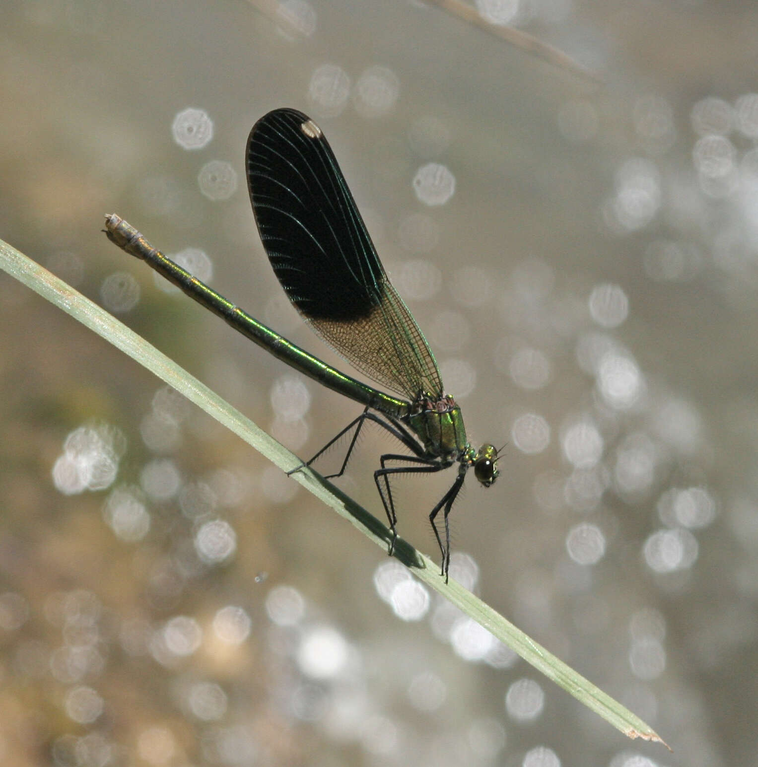 Image of Calopteryx splendens intermedia Sélys 1887