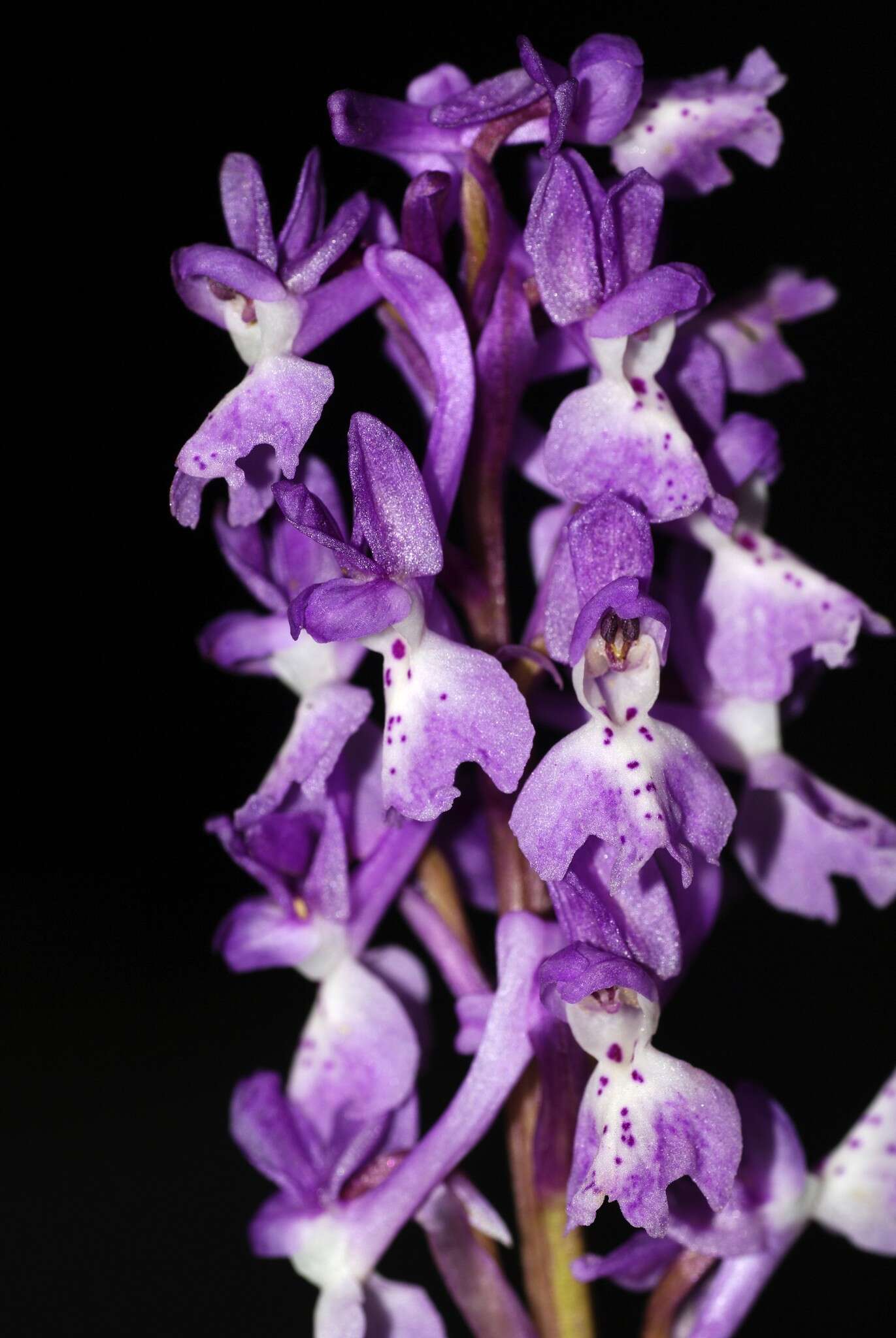 Image of Orchis olbiensis Reut. ex Gren.