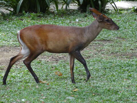 Image of Barking Deer