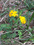 Image of hoary puccoon
