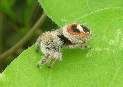 Image of Phidippus pacosauritus