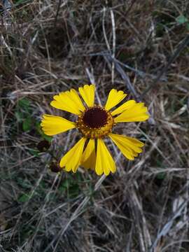 Image of Short-Leaf Sneezeweed