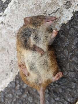 Image of Little Tasmanian Marsupial-mouse