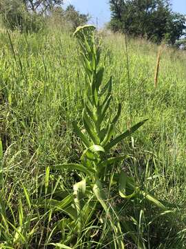 Sivun Crassula acinaciformis Schinz. kuva