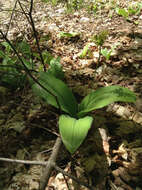 Слика од Clintonia borealis (Aiton) Raf.