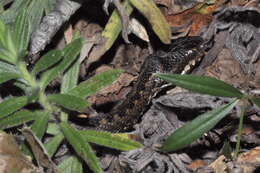 Image of Seoane's Viper