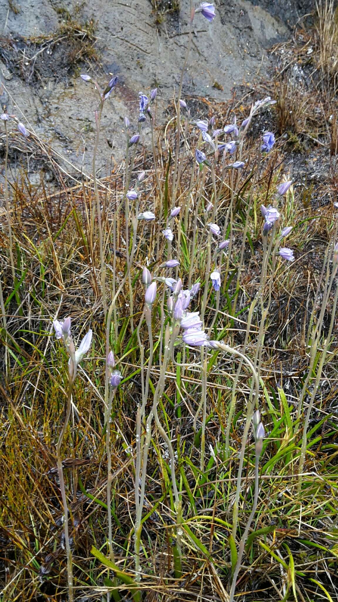 Image of Veined sun orchid